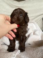 Choco Shihpoo pups (mini Doodle), België, Particulier, Overige rassen, 8 tot 15 weken