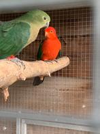 Bewezen koppel koningsparkieten teruil voor tamme papegaai, Papegaai, Meerdere dieren