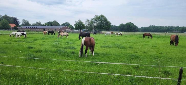 stalling en weidegang, Dieren en Toebehoren, Stalling en Weidegang, Stalling, Weidegang, 1 paard of pony