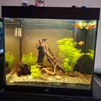 Aquarium JUWEL Lido 200 compleet met kast, Ophalen, Zo goed als nieuw, Gevuld zoetwateraquarium