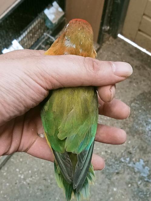 Prachtige brr agapornis fisheri euwing man, Dieren en Toebehoren, Vogels | Parkieten en Papegaaien, Dwergpapegaai of Agapornis