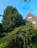 Conifeer taxus takken voor boog of kerst, conifeerboog, Ophalen of Verzenden