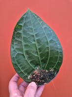 Hoya Latifolia Big Leaf p14