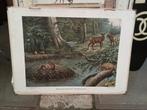 Schoolplaat Noord-Amerikaanse Woudbewoners, Antiek en Kunst, Antiek | Schoolplaten, Ophalen, Natuur en Biologie
