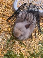 Teddy Dwerg Babykonijn, Dieren en Toebehoren, Konijnen, Geslacht onbekend, Dwerg