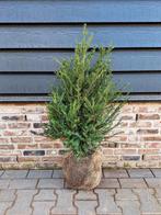 Taxus baccata 🌳 wintergroene haagplant🌳, Ophalen, Bloeit niet, Halfschaduw, Overige soorten