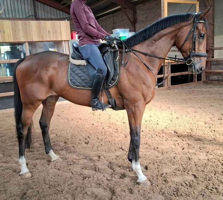 Superbrave 6 jr ruin 1,72 mtr(familie-manege-sport), Dieren en Toebehoren, Paarden, Ruin, L, 160 tot 165 cm, 3 tot 6 jaar, Recreatiepaard