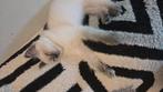Ragdoll kitten bleu points, op zoek naar goeden mandje!, Dieren en Toebehoren, Katten en Kittens | Raskatten | Korthaar, Meerdere dieren