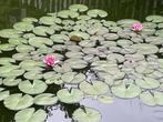 waterlelie roze, Ophalen, Gebruikt