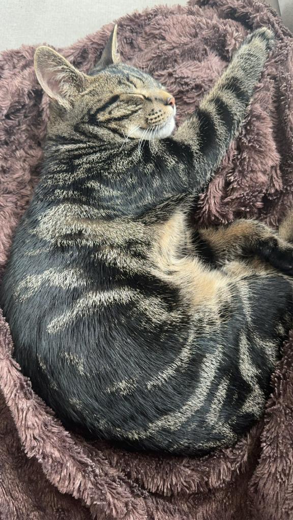 Kater zoekt een warm thuis, Dieren en Toebehoren, Katten en Kittens | Overige Katten, Kater, 0 tot 2 jaar
