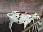 1x stier, black agnus en vaarzen, Dieren en Toebehoren, Mannelijk