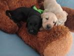 Labrador puppies, Dieren en Toebehoren, Honden | Retrievers, Spaniëls en Waterhonden, CDV (hondenziekte), Overige rassen, 8 tot 15 weken