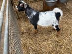 Blauschimmel stippel bok te koop, Dieren en Toebehoren, Schapen, Geiten en Varkens, Mannelijk, 0 tot 2 jaar