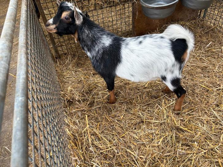 Blauschimmel stippel bok te koop, Dieren en Toebehoren, Schapen, Geiten en Varkens, Mannelijk, 0 tot 2 jaar