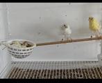 Kanarienvogel, Meerdere dieren, Postuurkanarie