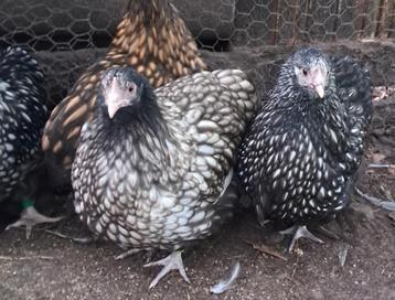 3 jonge ORPINGTON kriel hennen - ZILVER ZWART GEZOOMD  beschikbaar voor biedingen