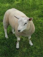 Hele beste ram, Dieren en Toebehoren, Schapen, Geiten en Varkens, Mannelijk, Schaap