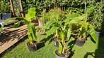 Bananenplant Musa Basjoo diverse exemplaren, Tuin en Terras, Planten | Tuinplanten, Ophalen, Vaste plant, Overige soorten, Volle zon
