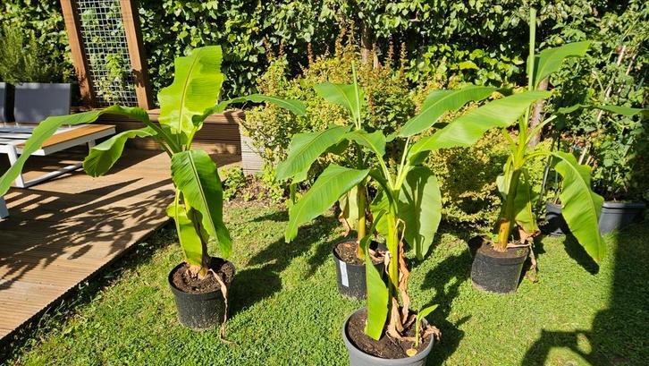 Bananenplant Musa Basjoo diverse exemplaren, Tuin en Terras, Planten | Tuinplanten, Vaste plant, Overige soorten, Volle zon, Ophalen