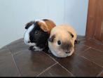 Gezocht nieuwe maatje voor caviazeugje, Dieren en Toebehoren, Knaagdieren, Oktober, Meerdere dieren, Cavia