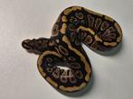 0.1 Spotnose dubbel het clown pied ball python, Dieren en Toebehoren, Reptielen en Amfibieën, Slang, 0 tot 2 jaar