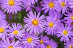 Herfst Aster, Tuin en Terras, Planten | Tuinplanten, Volle zon, Vaste plant, Herfst, Ophalen