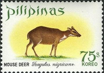 FILLIPIJNEN 47 - Dieren: zoogdieren (muskushert) beschikbaar voor biedingen