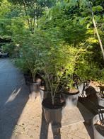 Acer palmatum ‘Rheum’, Tuin en Terras, Planten | Struiken en Hagen, Ophalen of Verzenden, Esdoorn, 100 tot 250 cm