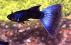 Hobbyaquarium Moscow Blue guppy, Dieren en Toebehoren, Vissen | Aquariumvissen, Vis