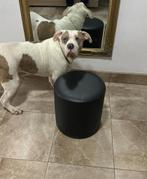 American bully Xl, Rabiës (hondsdolheid), 15 weken tot 1 jaar, Overige rassen, Meerdere