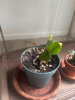 Lidcactus fuschia, Huis en Inrichting, Ophalen, Overige soorten, Minder dan 100 cm