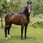 Royal Weltino 4 jarige ruin 167 Kaiser Weltino * Julio Marin, Gechipt, Ruin, Dressuurpaard, Zadelmak