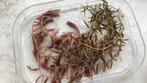 Aquariumplanten - Rotala Blood Red, Ophalen of Verzenden, Zo goed als nieuw, Plant(en), Steen of Hout