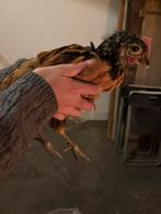 Jonge vorwerk haan, Dieren en Toebehoren, Mannelijk, Kip