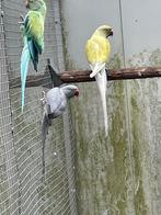 Koppel Halsbanden., Dieren en Toebehoren, Meerdere dieren, Parkiet