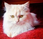 Ragdoll mix Perzisch 8 manden oud, Dieren en Toebehoren, Kater, Ontwormd, 0 tot 2 jaar