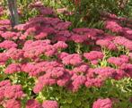 Sedum Herbstfreude, Ophalen, Zomer, Vaste plant, Overige soorten