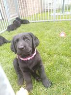 Puppy Teefje Labrador x Berner Sennen x Leonberger, Dieren en Toebehoren, Honden | Retrievers, Spaniëls en Waterhonden, Rabiës (hondsdolheid)