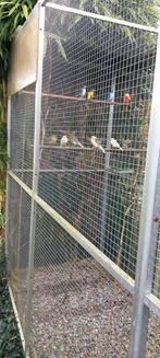 Gezonde kanaries voor een zacht prijsje, Dieren en Toebehoren, Vogels | Kanaries, Meerdere dieren, Kleurkanarie