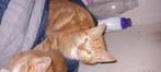 Kittens, Dieren en Toebehoren, Katten en Kittens | Overige Katten, Meerdere dieren, Kortharig, 0 tot 2 jaar