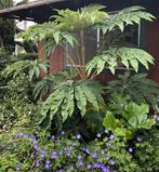 Tetrapanax Steroidal Giant - Winterharde Tuinplant, Tuin en Terras, Planten | Tuinplanten, Ophalen