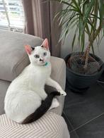 Superlieve Ragdoll kruising 5mnd gecastreerd en ingeënt