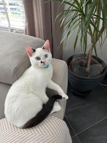 Superlieve Ragdoll kruising 5mnd gecastreerd en ingeënt  beschikbaar voor biedingen
