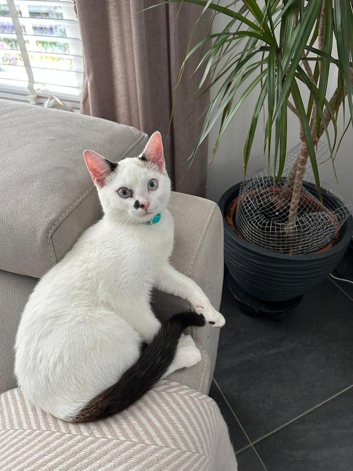 Superlieve Ragdoll kruising 5mnd gecastreerd en ingeënt, Dieren en Toebehoren, Katten en Kittens | Dekkaters