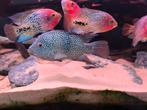 Herichthys carpintis cichliden, Vis