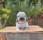 Prachtig klein lief minilop konijntje zoekt knuffelhuisje, Dieren en Toebehoren, Mannelijk, Dwerg