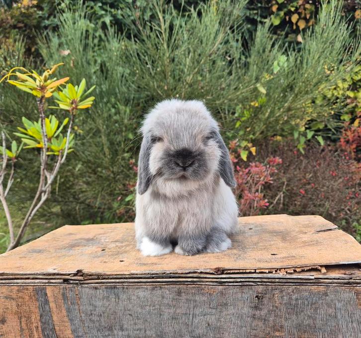 Prachtig klein lief minilop konijntje zoekt knuffelhuisje, Dieren en Toebehoren, Konijnen, Dwerg, Mannelijk