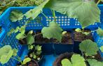 Biologische moestuinplanten: courgette, pompoen, pluksla, Tuin en Terras, Zomer, Ophalen of Verzenden, Eenjarig, Volle zon