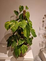 Scindapsus Epipremnum Aureum met mosstok, Huis en Inrichting, Kamerplanten, Ophalen of Verzenden, Halfschaduw, Minder dan 100 cm