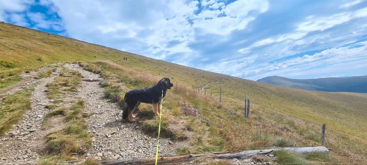 Hond te koop, Dieren en Toebehoren, Honden | Niet-rashonden, Reu, Particulier, Eén hond, Nederland, 3 tot 5 jaar, CDV (hondenziekte)
